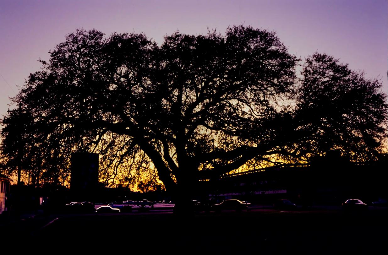 Blocker Oak