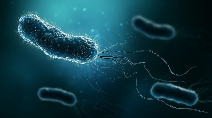 Group of bacteria such as Escherichia coli, Helicobacter pylori or salmonella 3D rendering illustration. Microbiology, medical, bacteriology, biology, science, medicine, infection concepts